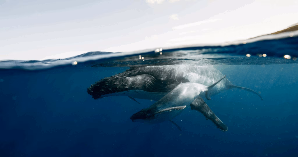 Why Blue Whales Are Going Silent