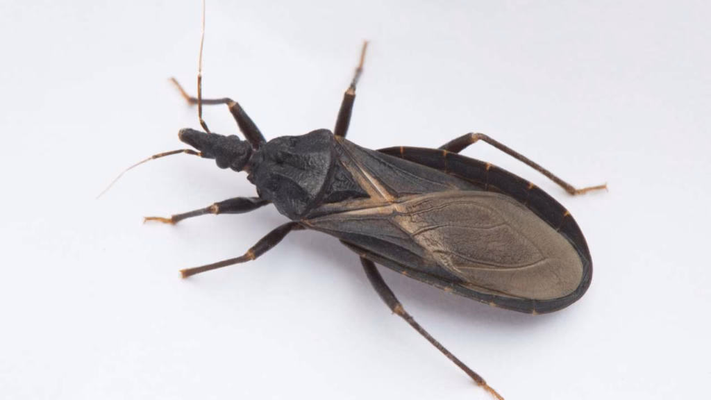 The “Kissing Bug” Disease Now Spreading Across America