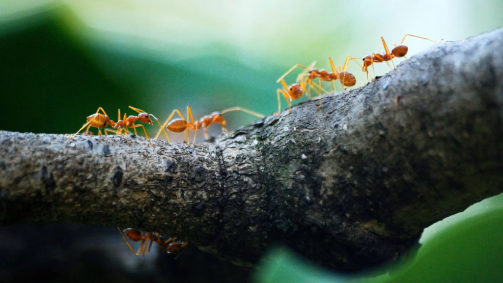 Robots May Soon Navigate Like Wild Animals